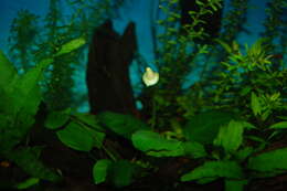 Image of Anubias barteri Schott