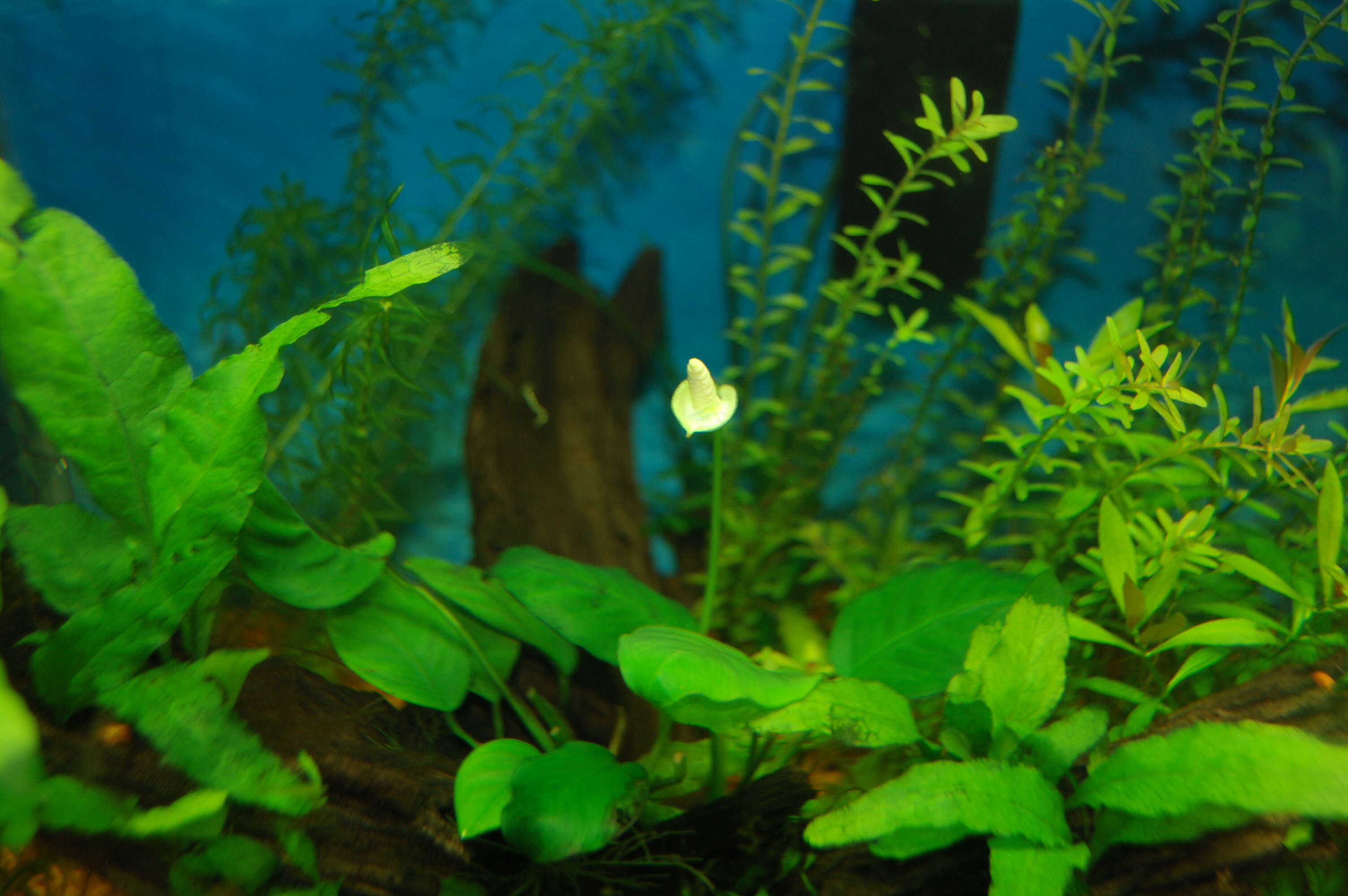 Image of Anubias barteri Schott