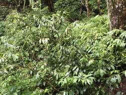 Image of Lasianthus micranthus Hook. fil.