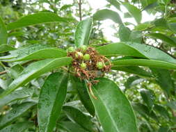 Imagem de Volkameria glabra (E. Mey.) Mabb. & Y. W. Yuan