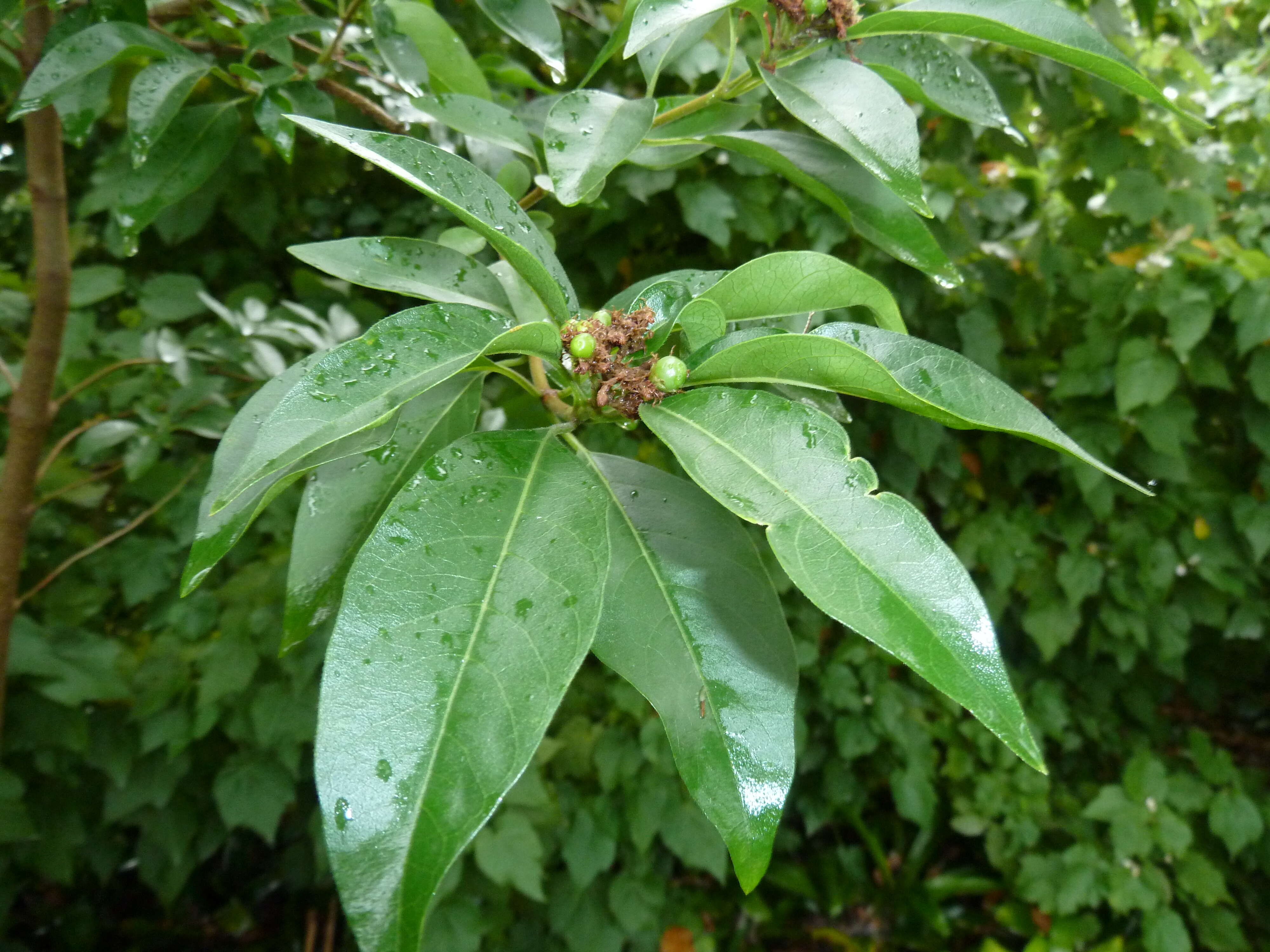 Plancia ëd Volkameria glabra (E. Mey.) Mabb. & Y. W. Yuan