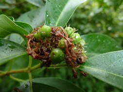 Imagem de Volkameria glabra (E. Mey.) Mabb. & Y. W. Yuan