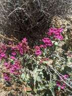 Image of San Jacinto beardtongue