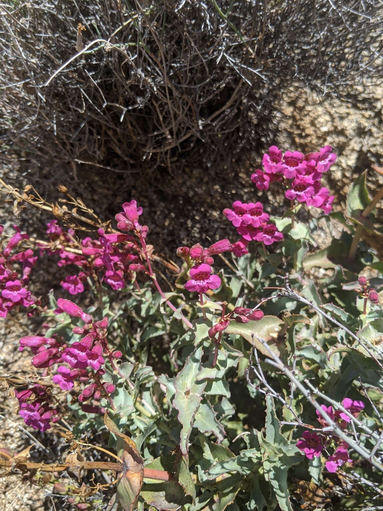 Image of San Jacinto beardtongue