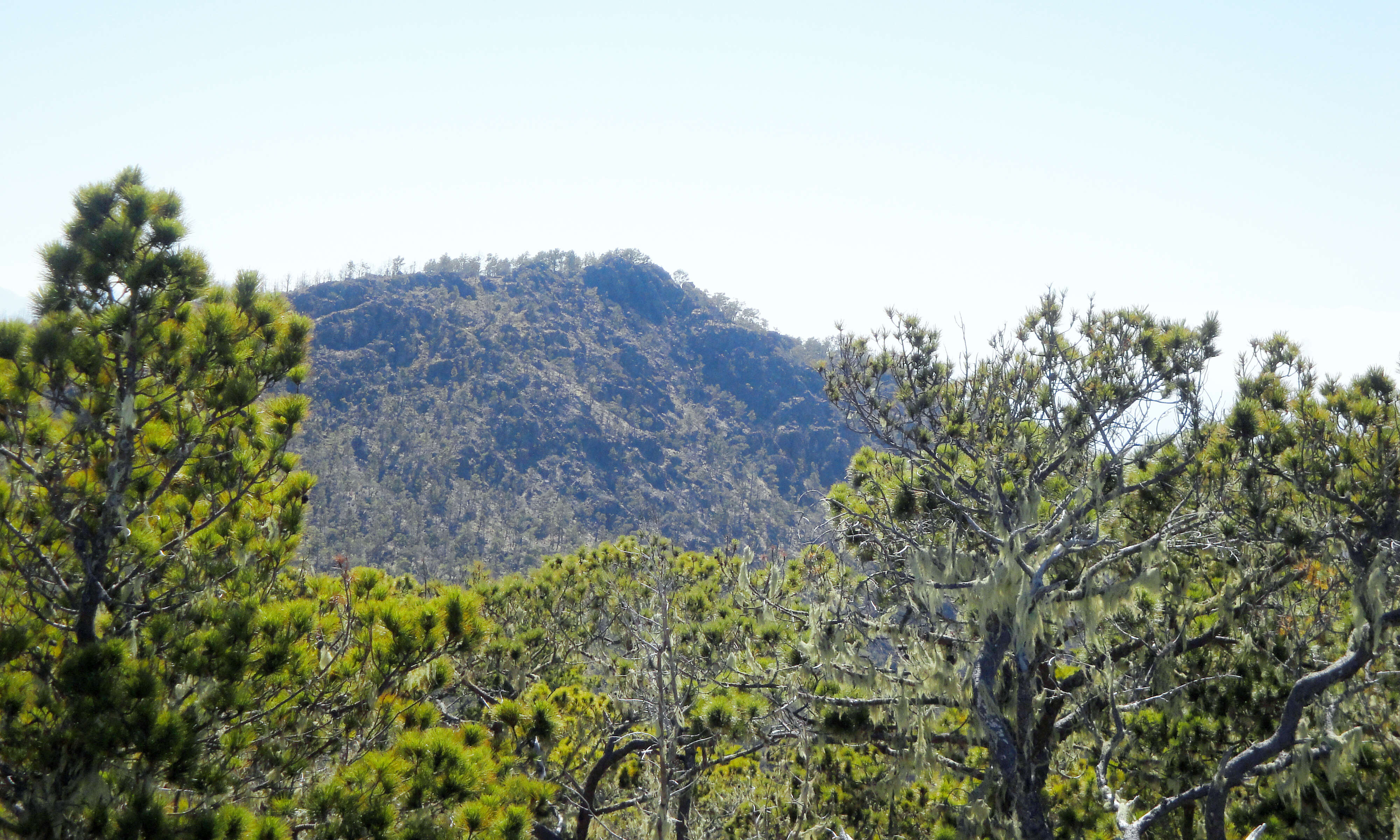 Image of Hispaniolan Pine