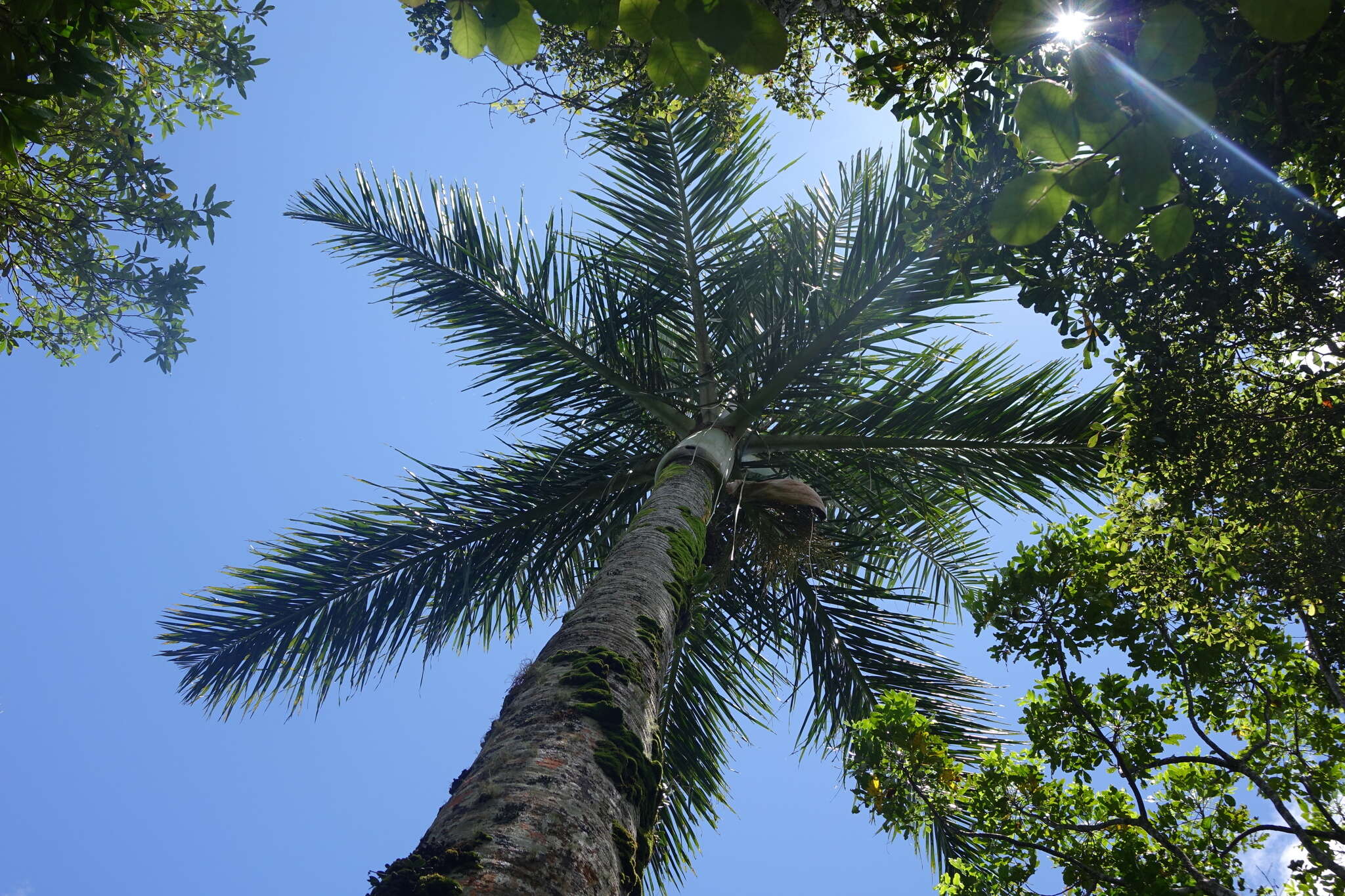 Dypsis decipiens (Becc.) Beentje & J. Dransf. resmi