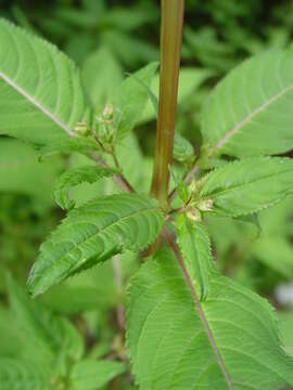 Image of Himalayan balsam