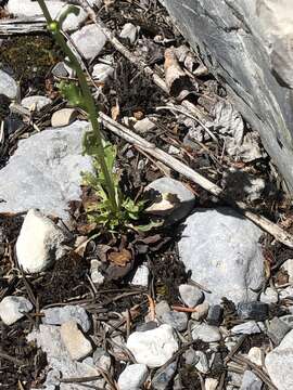 Image of Rocky Mountain groundsel