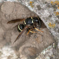 Image of Ancistrocerus waldenii (Viereck 1906)