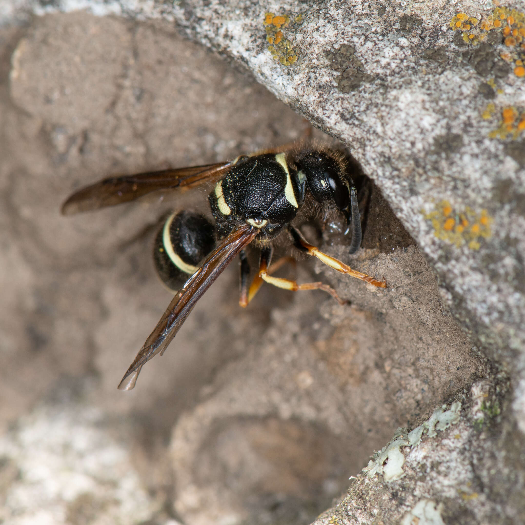 Image of Ancistrocerus waldenii (Viereck 1906)