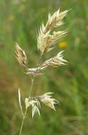 Image of Creeping Soft Grass