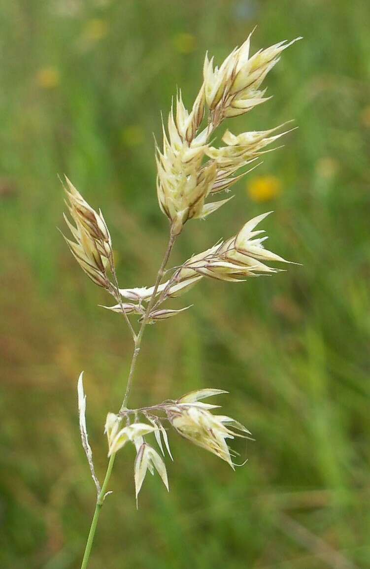 Image of Creeping Soft Grass