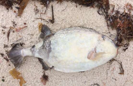 Image of Blue boxfish