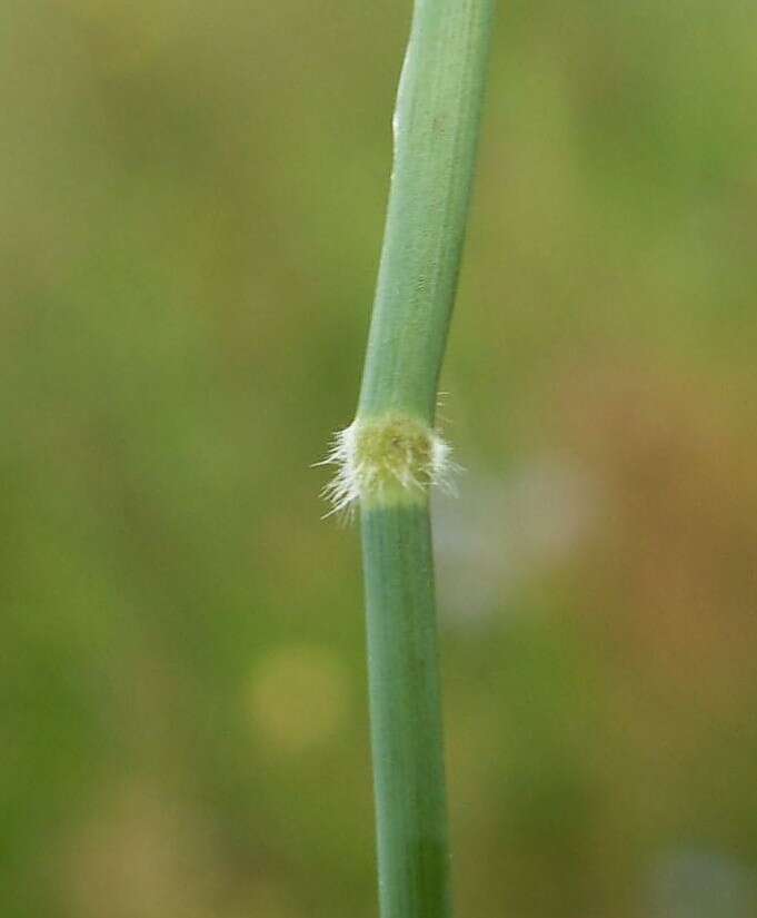 Image of Creeping Soft Grass