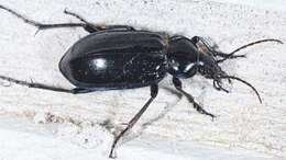 Imagem de Calosoma (Callitropa) macrum Le Conte 1853