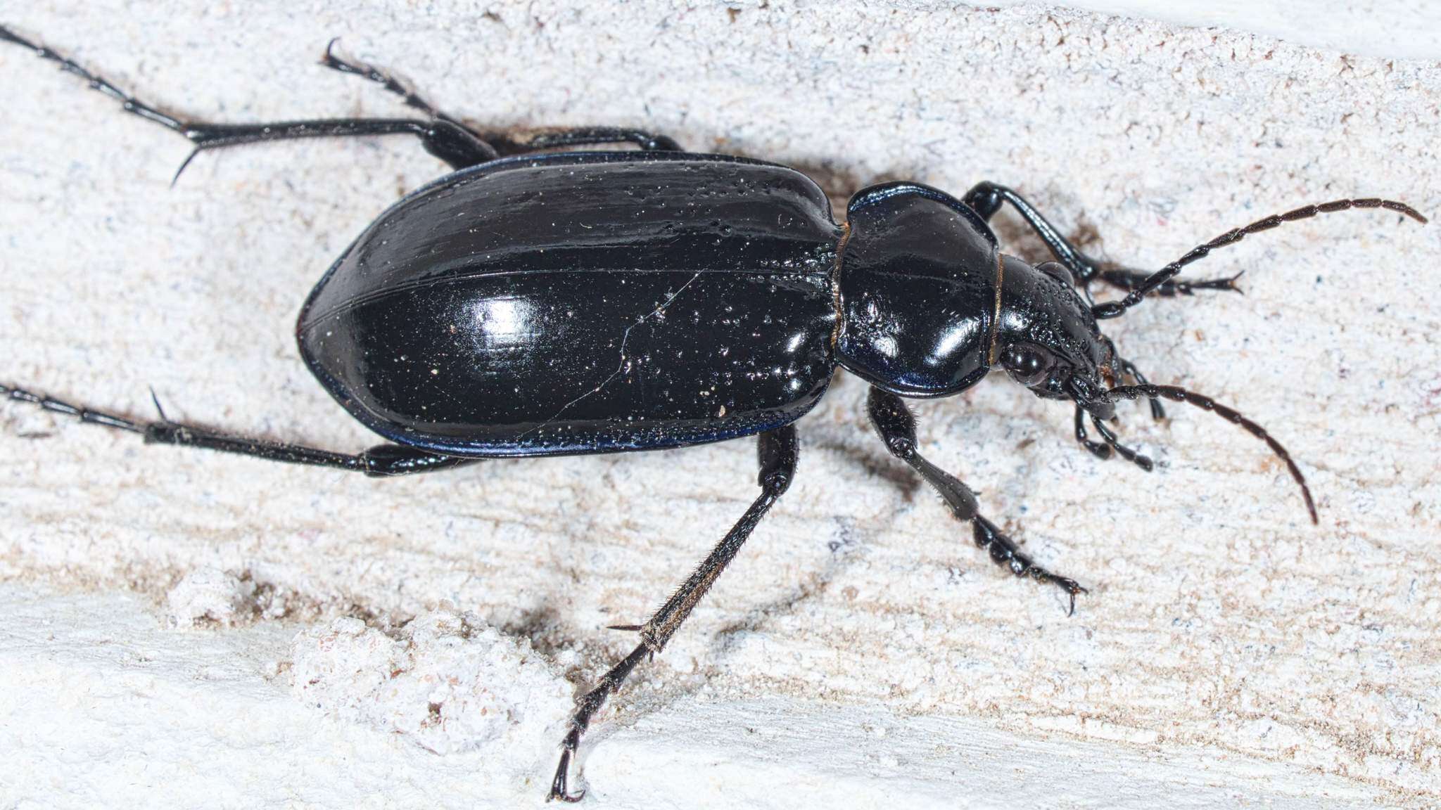 Слика од Calosoma (Callitropa) macrum Le Conte 1853