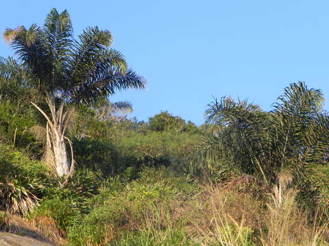 Image of Syagrus pseudococos (Raddi) Glassman