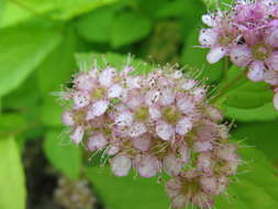 Image of Japanese meadowsweet