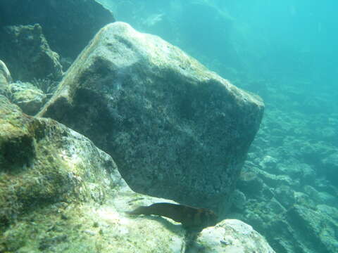 Image of Large-banded Blenny