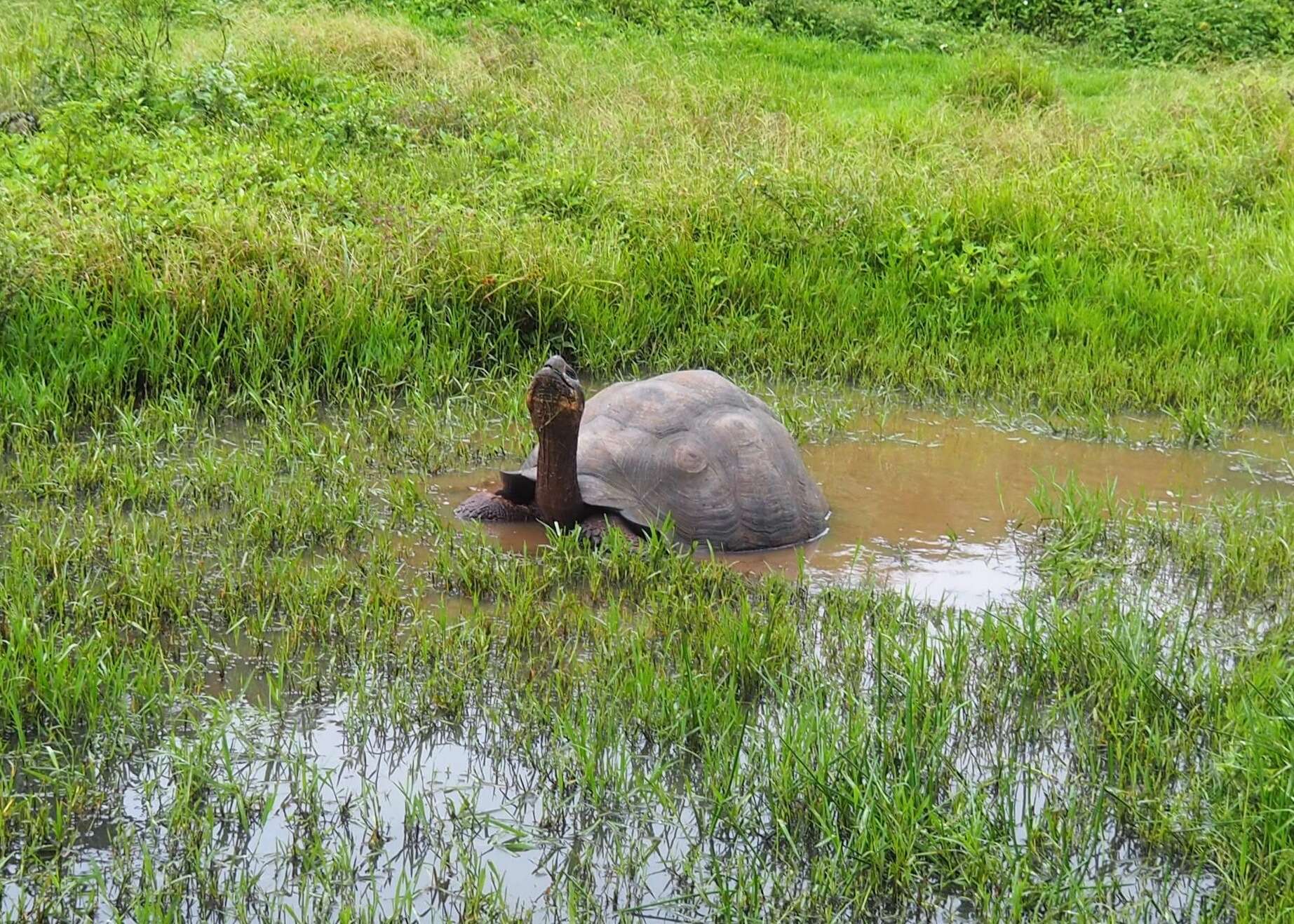 Image of Abingdon Island Giant Tortoise