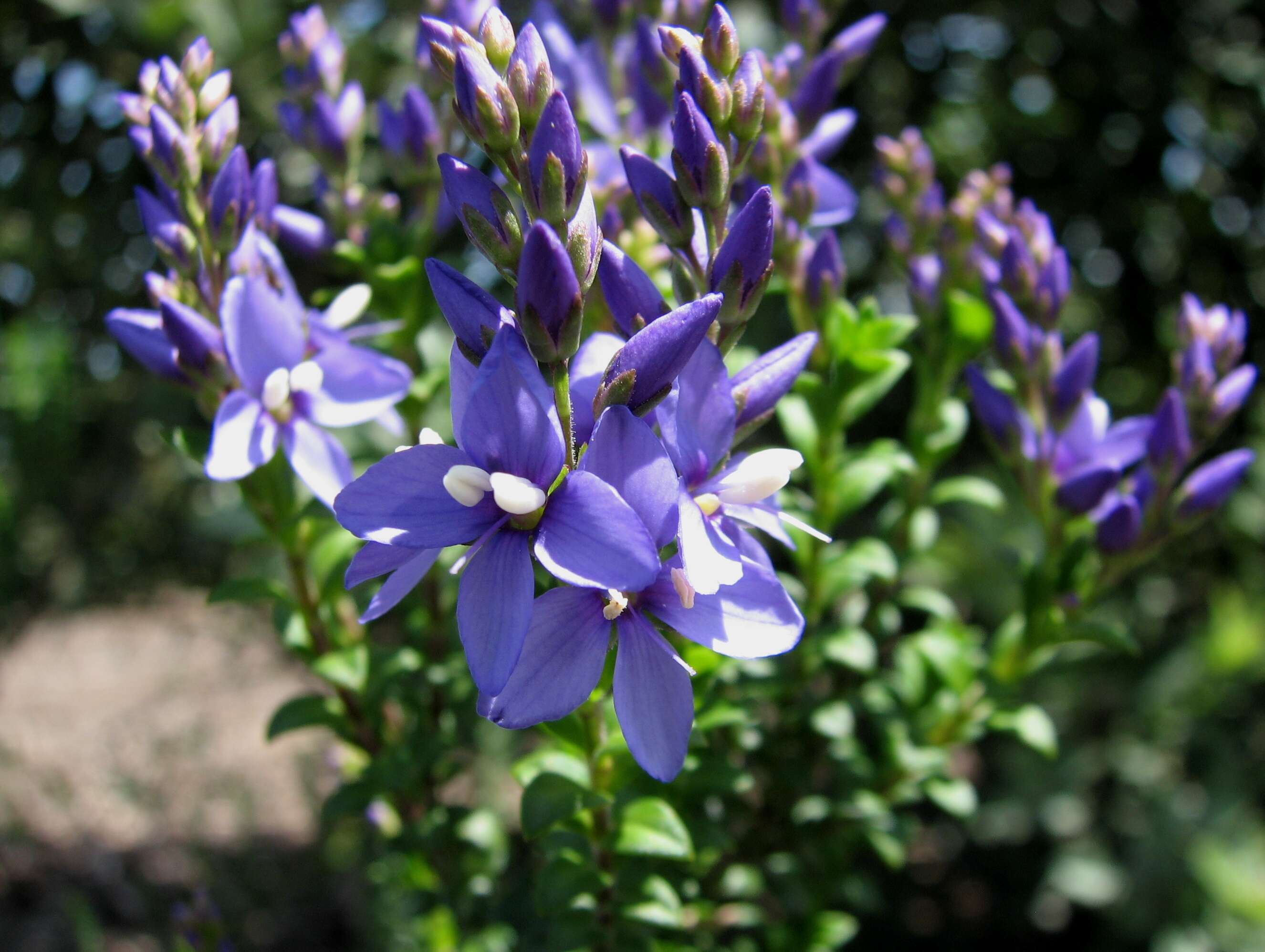 Image of Veronica formosa R. Br.