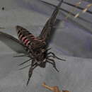 Image of Pink-spotted Hawkmoth