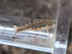 Image of Mud Darter