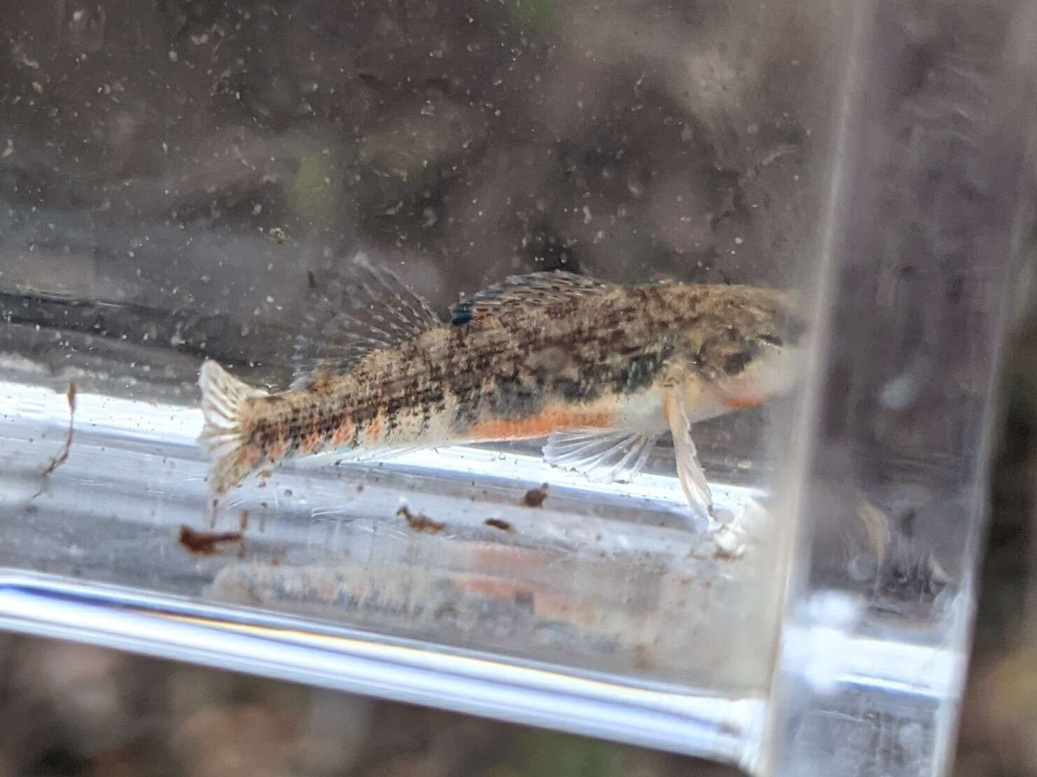 Image of Mud Darter