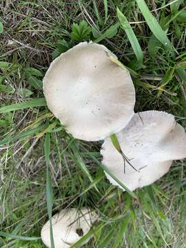 Image of Agaricus porphyrocephalus F. H. Møller 1952