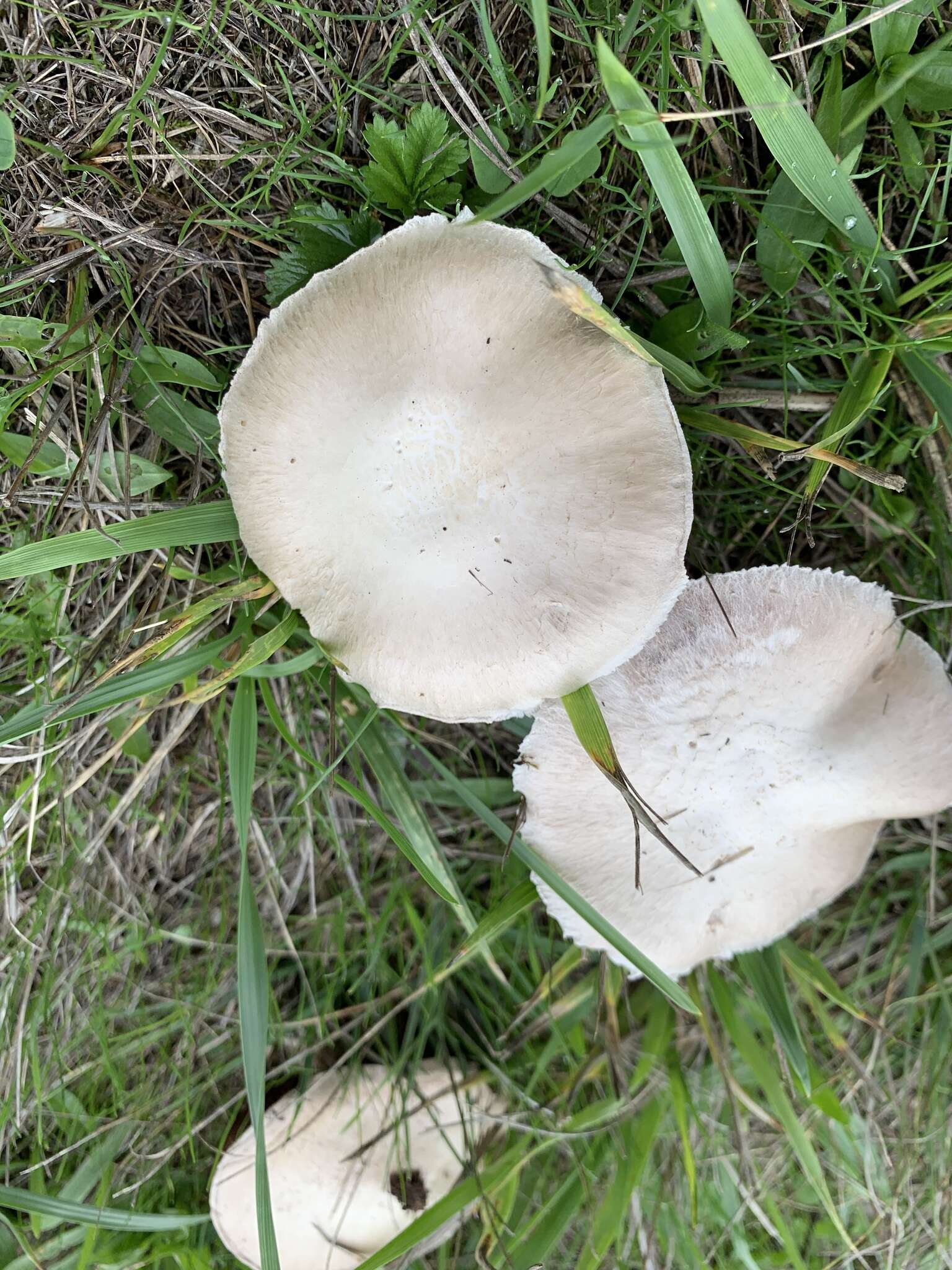 Image of Agaricus porphyrocephalus F. H. Møller 1952