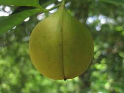 Image of Nutmeg