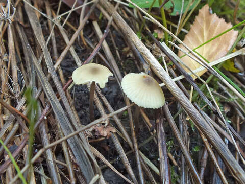 Image of Entoloma pleopodium (Bull.) Noordel. 1985