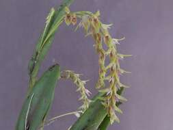 Image of Acianthera