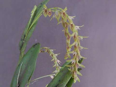 Image of Acianthera