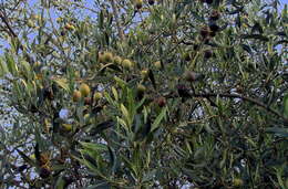 Plancia ëd Olea europaea L.