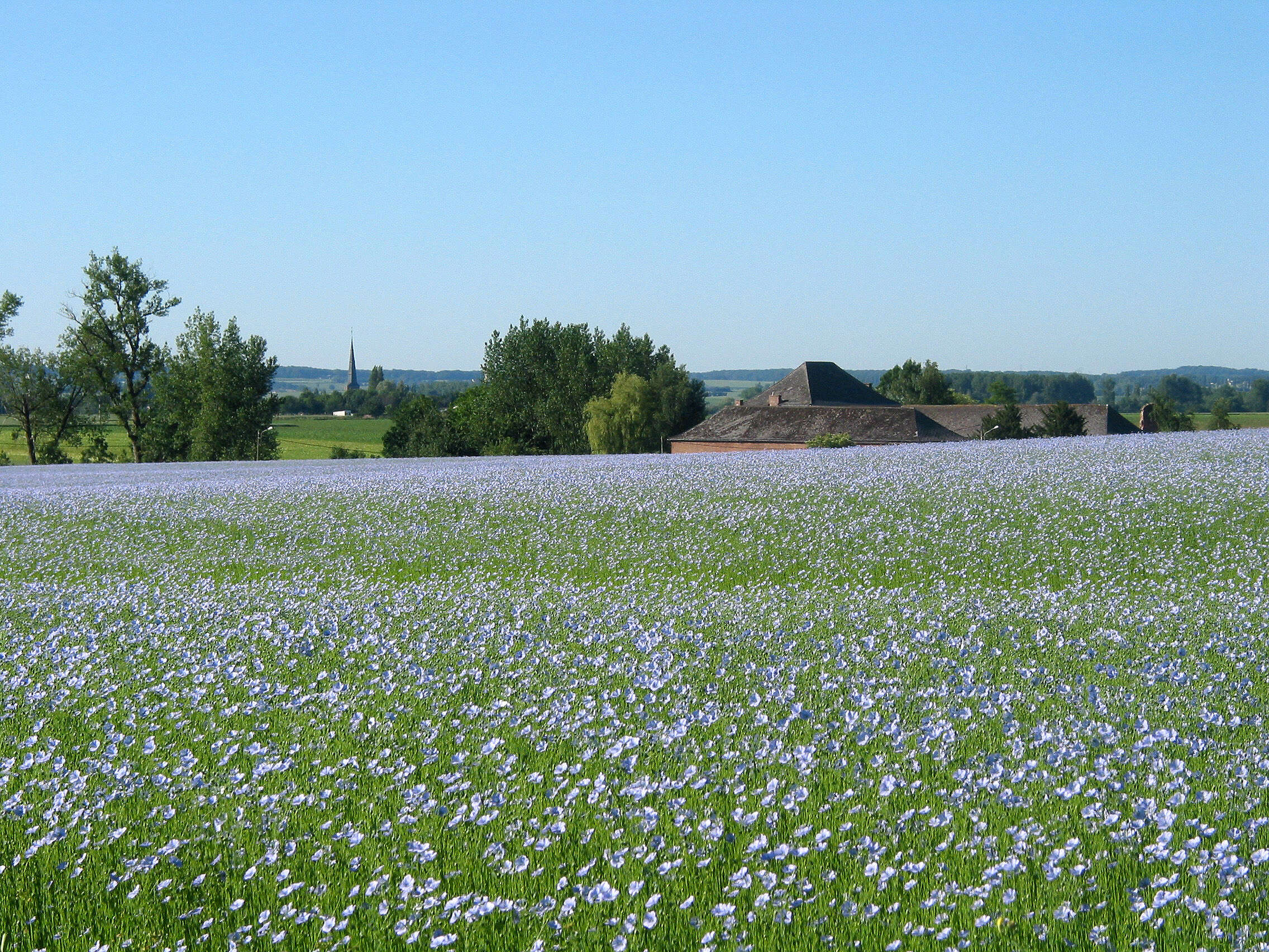 Image of flax