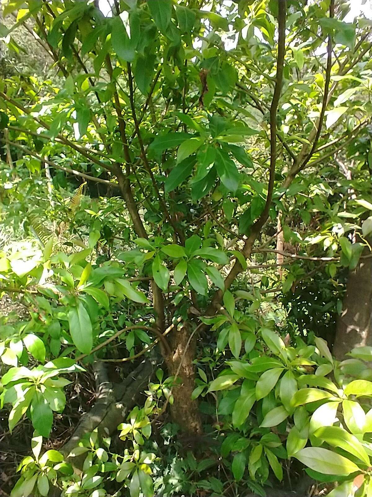 Image of Ehretia longiflora Champion ex Benth.