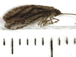 Image of Micromus bifasciatus Tillyard 1923