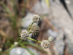 Image of Eryngium venustum Bartlett ex L. Constance