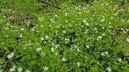 Image of Stellaria flaccida Hook.