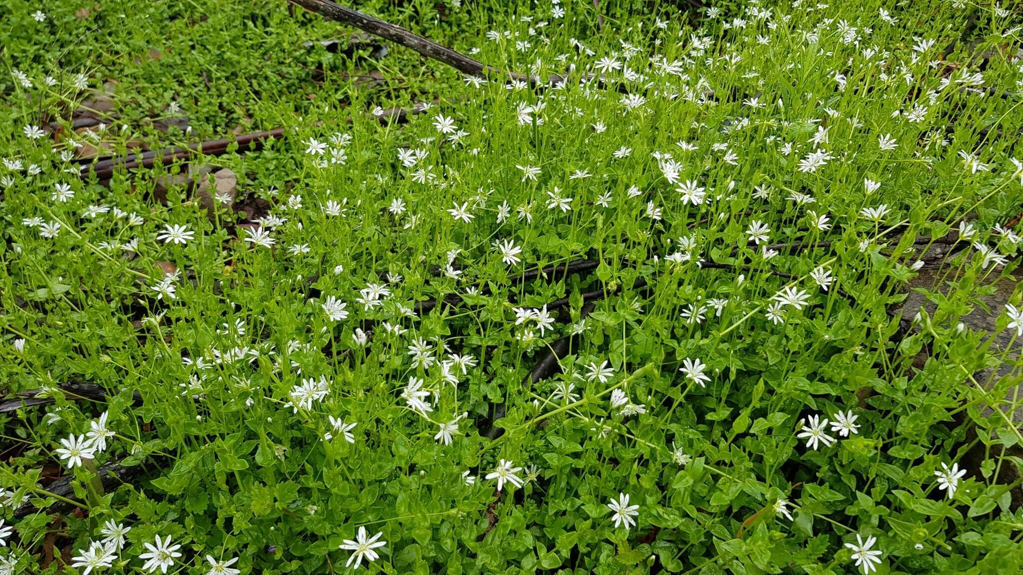 Image of Stellaria flaccida Hook.