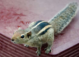 Image of Indian palm squirrel