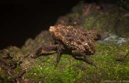 Image of Nechyrus incomptus Pascoe 1872