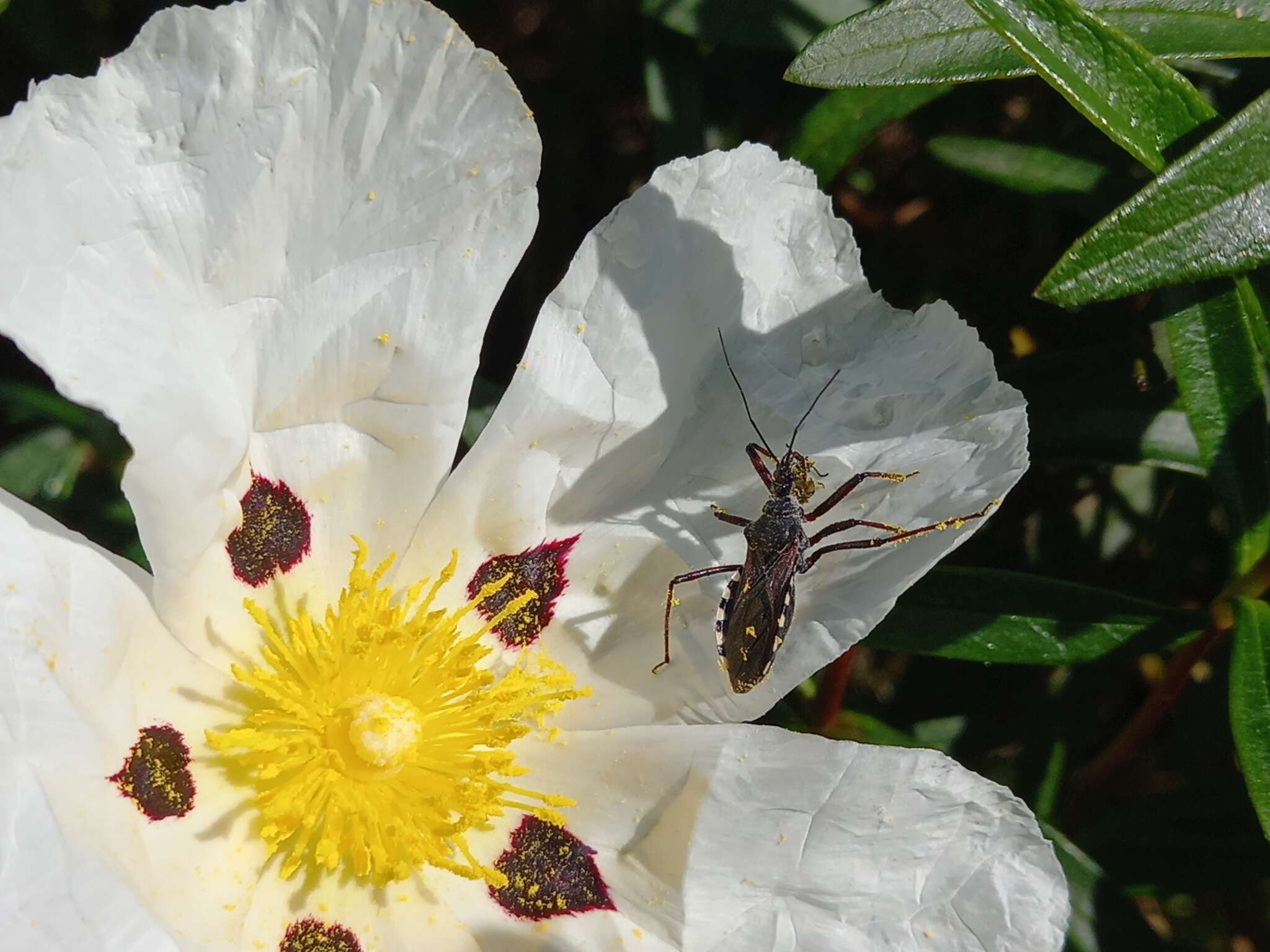 Image de Rhynocoris cuspidatus Ribaut 1922