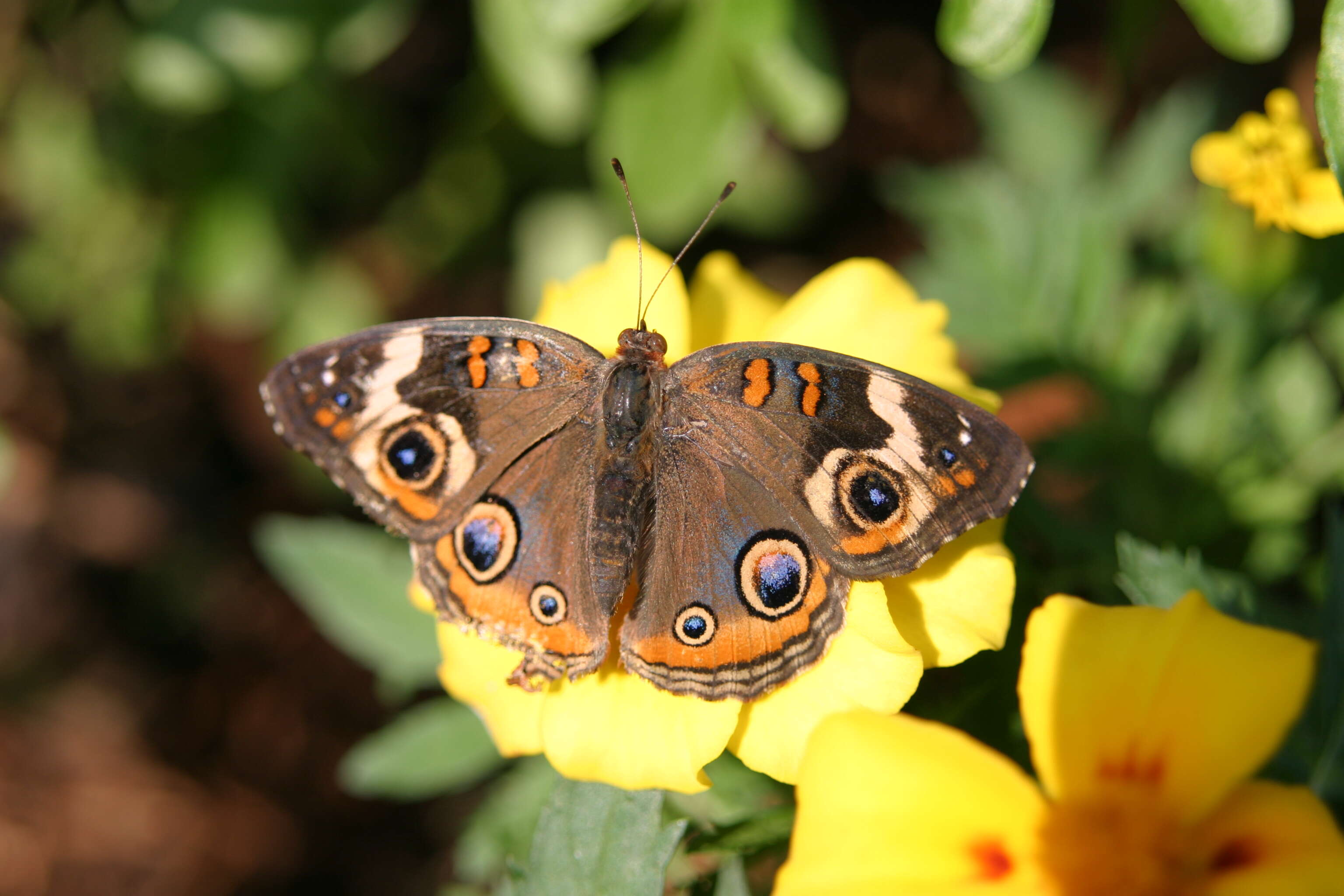 Image of Common buckeye