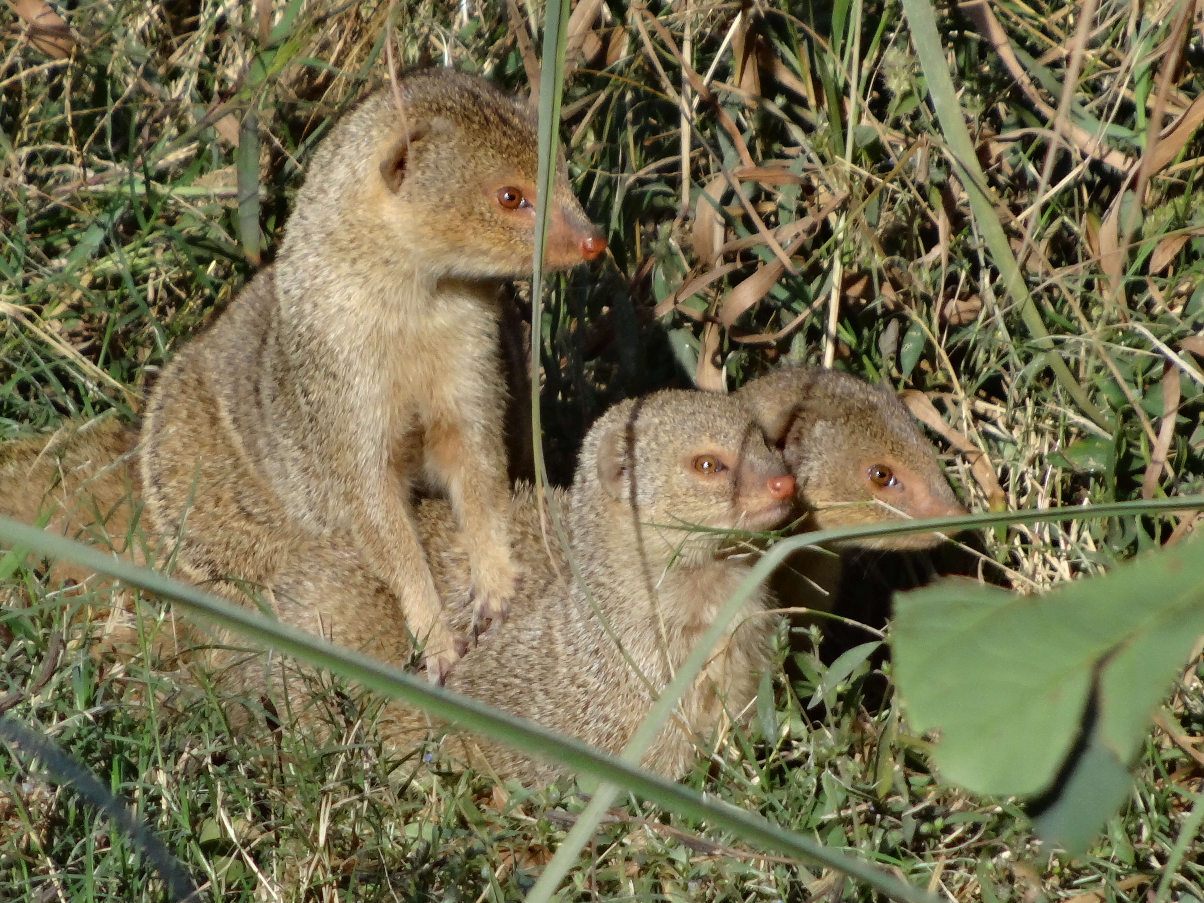 Image of Indian Gray Mongoose