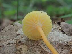 Image of Hygrocybe parvula (Peck) Murrill 1916