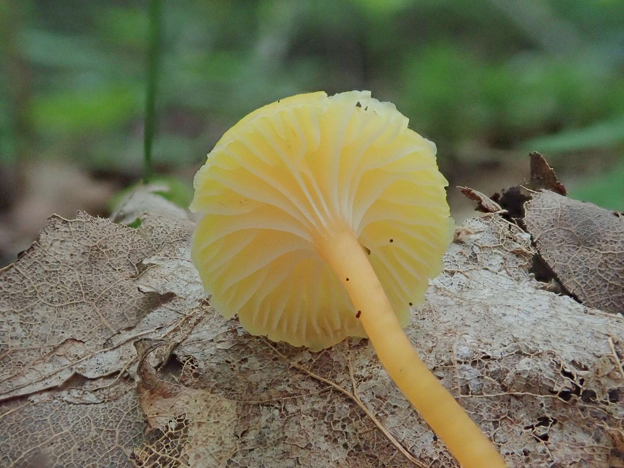 Image of Hygrocybe parvula (Peck) Murrill 1916