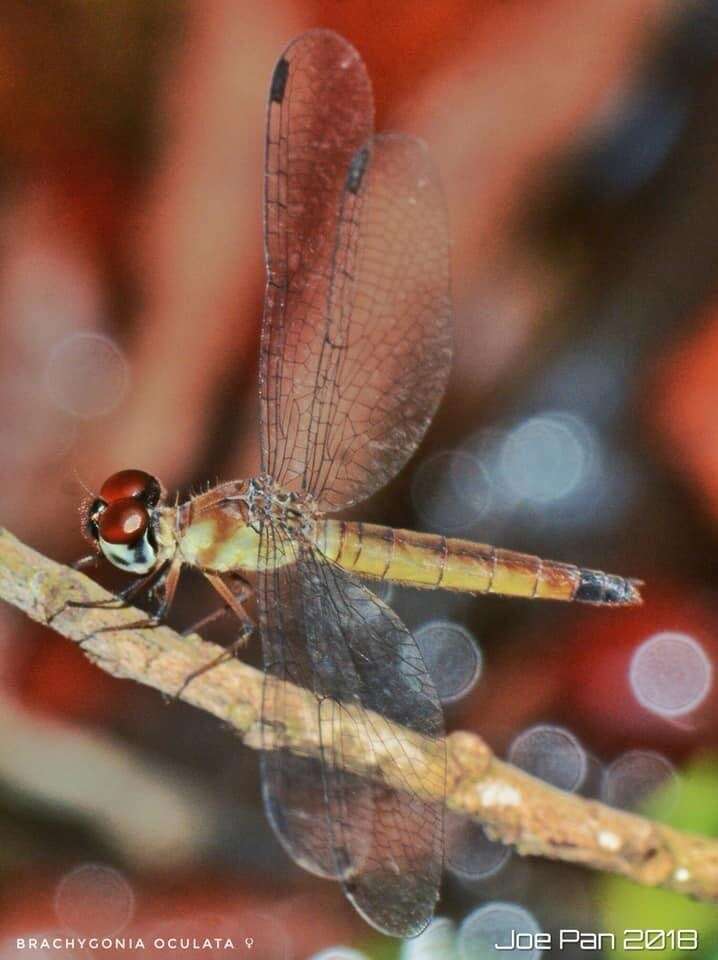 Imagem de Brachygonia oculata (Brauer 1878)