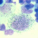 Human herpesvirus 6 resmi